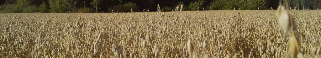 Oats in the field ready to harvest