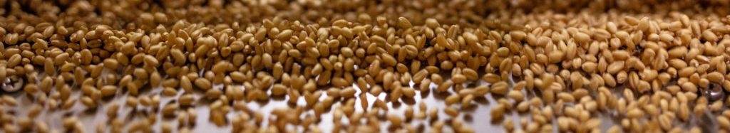 The whole wheat grain being graded