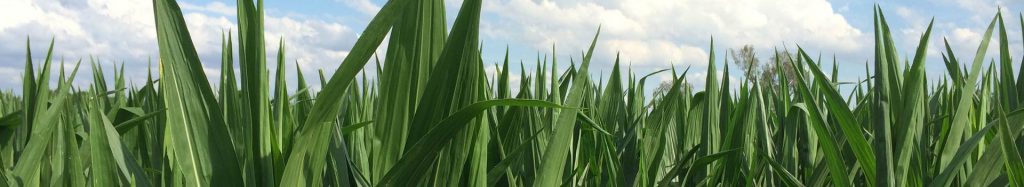 Organic non- GMO maize growing in the field.