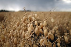 A closeup view of chickpeas in the field