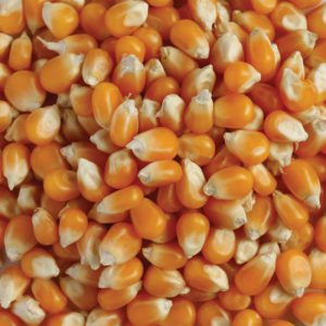 Organic Popping Corn 20kg