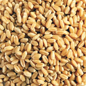 Organic Wheat Grain 20kg