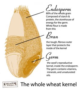 Whole-wheat-kernel