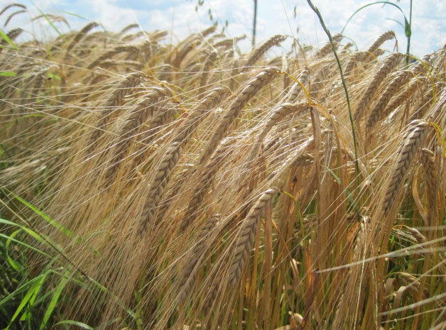 Barley growing in the field