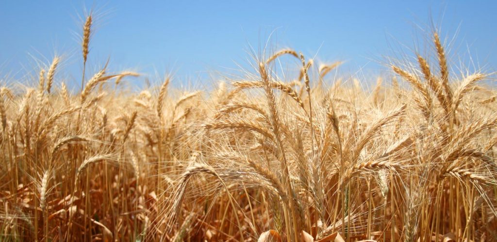 Mature wheat is ready for harvest