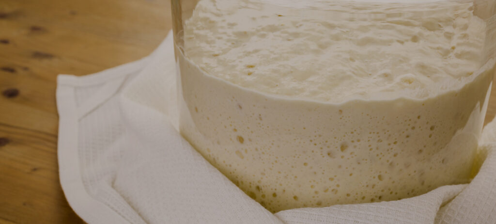 Sourdough starter